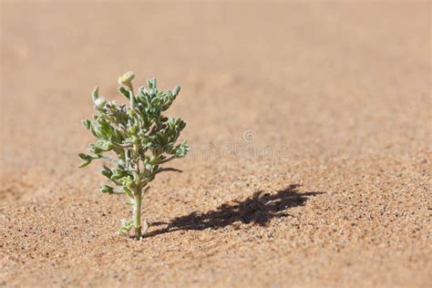Desert Plant In Sand With Tiny Yellow Flower Stock Photo Image Of
