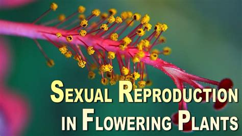 Welcome To The Living World Sexual Reproduction In Flowering Plants