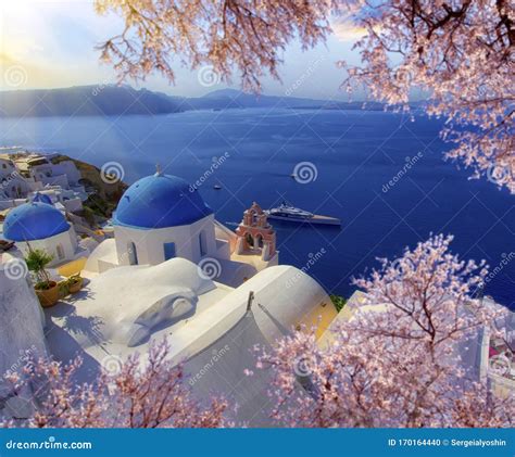 Aerial View Of Oia Santorini Greece With Pink Blossoms Flowers At