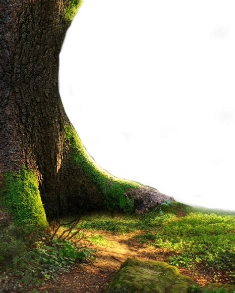 Nature Png Hd Png Tree Full Hd Clip Art Library