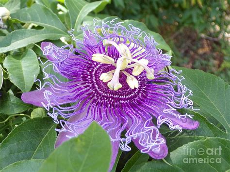 Stunning Purple Passion Flower 10 Photograph By Joney Jackson Fine