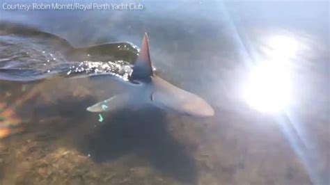 perth man films sandbar shark cruising around swan river