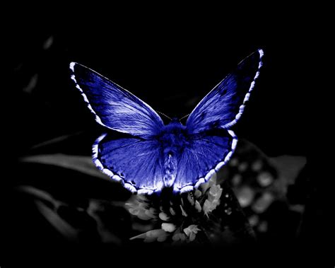 Butterflies Screensavers