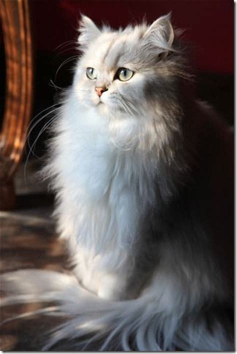 20 Persian Cat Kittens That Will Melt Your Heart