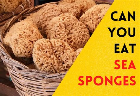 Can You Eat Sea Sponges How Bad Can Happen If You Eat Them
