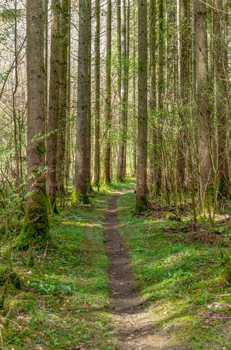 Forest Scenery With Footpath At Spring Stock Image Colourbox