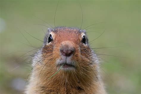 Funny Gopher Stock Photos Pictures And Royalty Free Images Istock