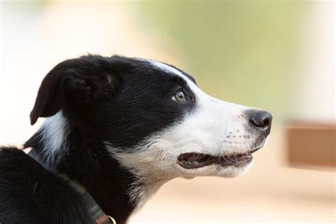 15 Things Only Border Collie Owners Will Understand Page 3 Of 5 Pettime