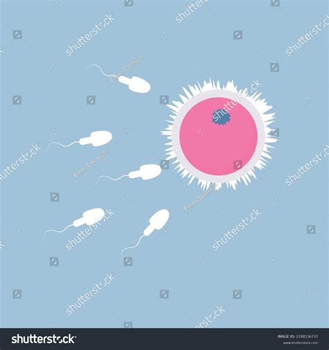 human fertilization process sperm egg stock vector royalty free 2188536737 shutterstock