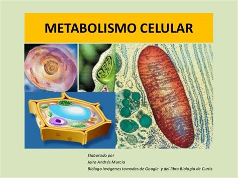 Metabolismo Celular Metabolismo Celular Metabolismo Curtis Biologia