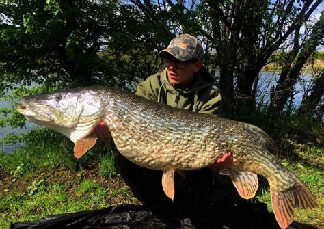 Pasture Wood Day Ticket Lake Produces Shock 40 Lb 3 Oz Pike