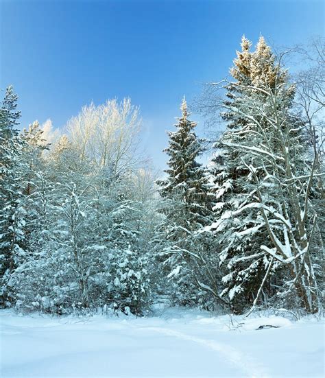 Winter Landscape With Forest In Snow Panorama Stock Image Image Of