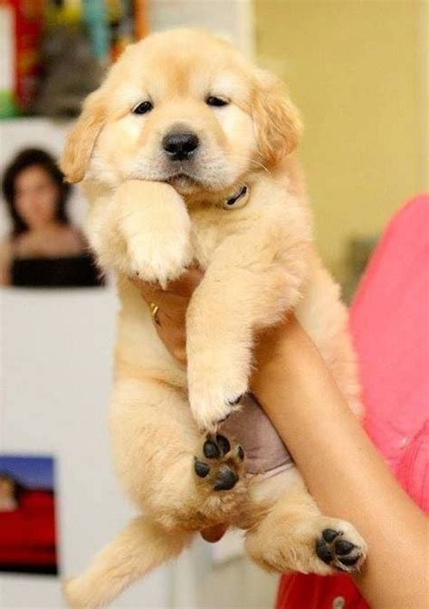 1171 Best Images About Golden Retriever Pups And Breeders On