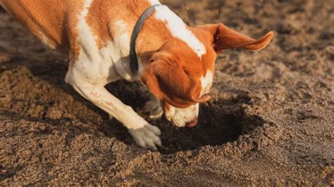 Why Is My Dog Digging Holes All Of A Sudden Is It Normal Wewantdogs