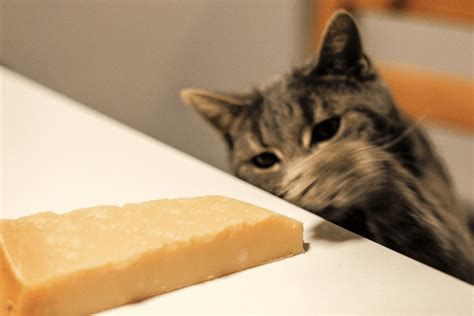 Cats And Cheese They Shouldnt Eat It But This Is The Safest Way