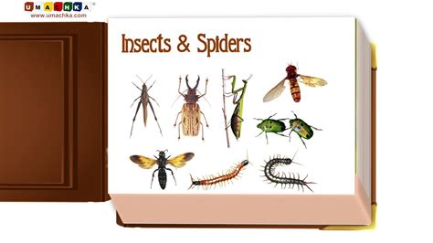 Infant Early Learning Educational Video Insects And Spiders Youtube