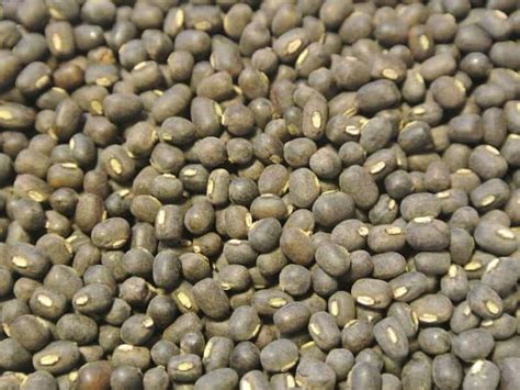 Bush Dry Bean Tigers Eye Organic Adaptive Seeds