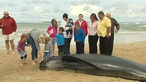 Whales Left To Die On Donegal Beach Bbc News