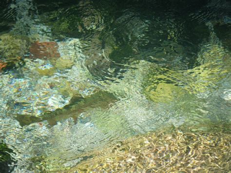 Rainbow Trout Smithsonian Photo Contest Smithsonian Magazine