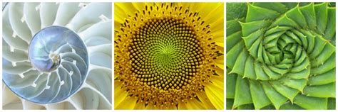 Magical Sunflowers Fibonacci Spiral And Heliotropism Fibonacci Spiral