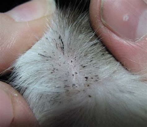 Posted by katie (austin, texas) on 02/16/2011. What's that Dirt on my Cat's Chin? All about Feline Acne ...