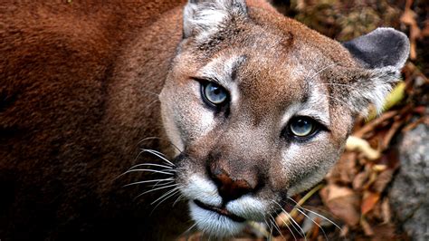 A Western Cougar Dies At Grandfather Mountain Wildlife Habitat Park