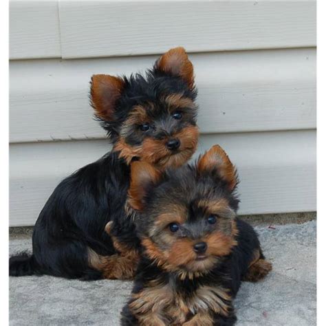 Dreaming of puppies in a cage or shelter. Dream Yorkies