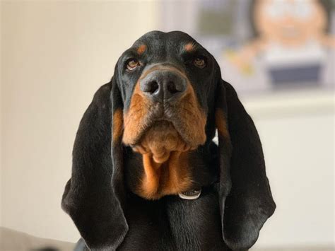 14 Pretty Facts About Black And Tan Coonhound Dogs Petpress