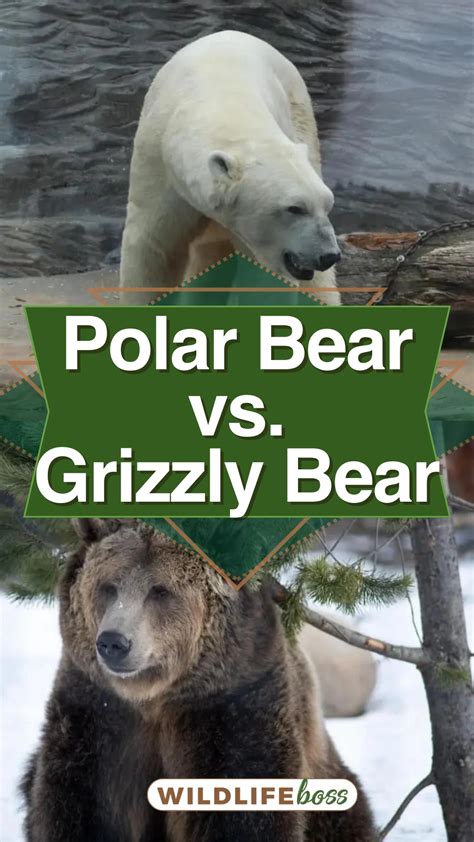 Polar Bear Vs Grizzly Bear Who Would Win A Fight