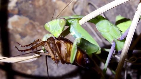 What Do Praying Mantises Eat Petculiars