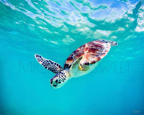 Baby Sea Turtles Swimming Quotes Trendy