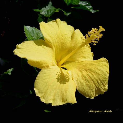 Hibiscohibiscuscayenaamapola Entregamos Flores A Domici Flickr