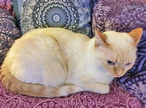 Flame Point Siamese Cat Poc
