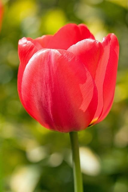 Tulip Flower Red Free Photo On Pixabay Pixabay