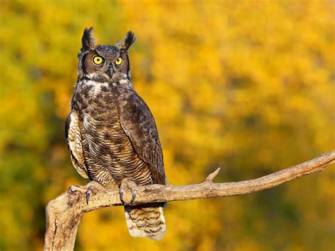 Great Horned Owl Nesting All You Need To Know Birdfact