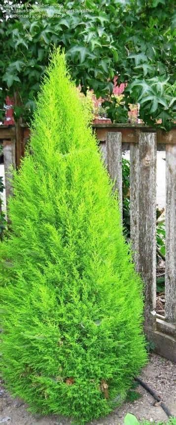 How To Plant Cypress Trees In Kenya