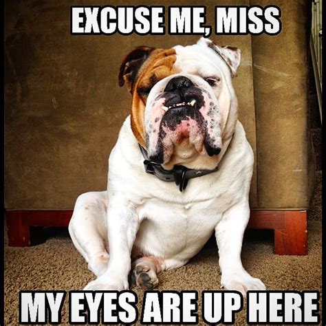 50 Funniest Bulldog Meme
