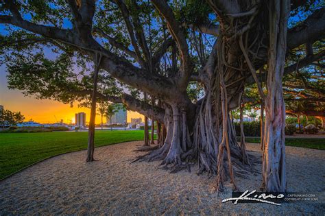 Palm Beach Island Banyan Tree At Sunset Hdr Photography By Captain Kimo