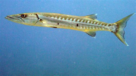Barracuda Taille Description Biotope Habitat Reproduction