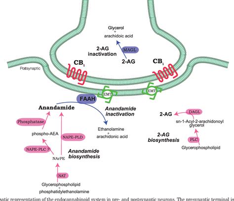 Figure 4 From The Endocannabinoid System As An Emerging Target Of