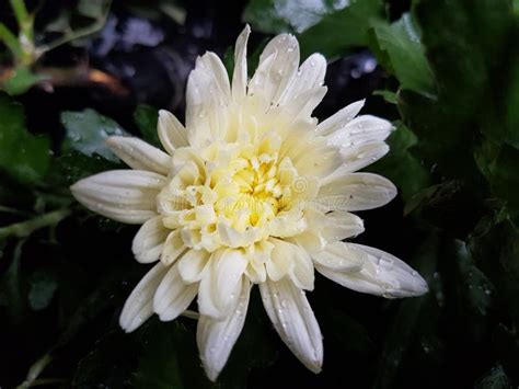 White Chrysanthemum Beautiful Flower Stock Image Image Of Land