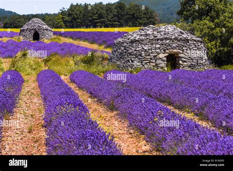 Lavender Field With Old Round Stone Huts Village Ferrassières