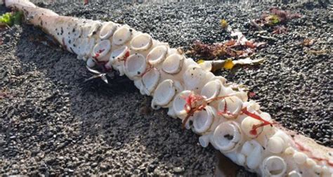 Giant Squid Washes Up On New Zealand Beach After Mysterious Death