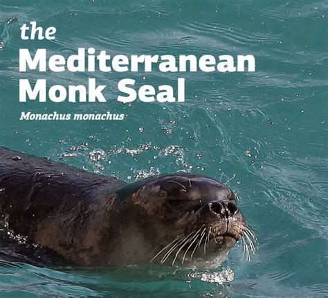 Mediterranean Monk Seal Educational Brochure Enalia Physis