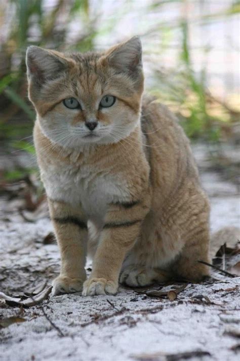 Sand Cat At A Sanctuary Small Wild Cats Big Cats Cool Cats Cats And