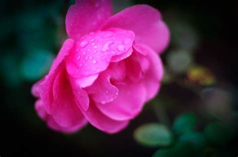 Pink Rose In Rain By Nathan Camarillo Rose Pink Rose Photo
