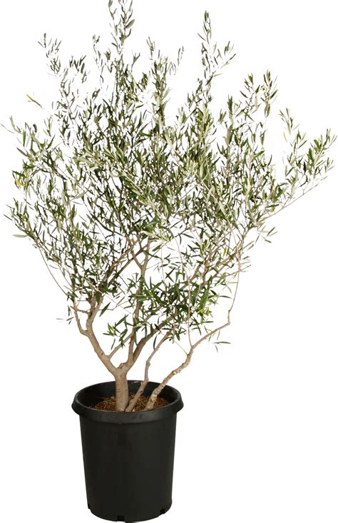 Download Fruitless Olive Tree Fruitless Live Olive Trees Png Image With No Background