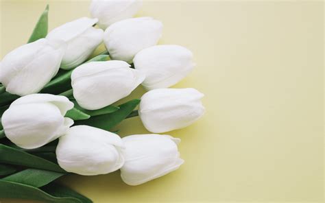 Find over 100+ of the best free white flowers images. Descargar fondos de pantalla tulipanes blancos, hermosas ...