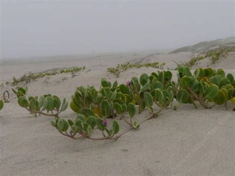 California Coastal Strand Plant Community