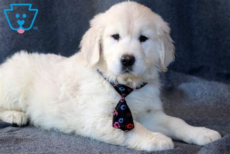 Bear Golden Retriever English Cream Puppy For Sale